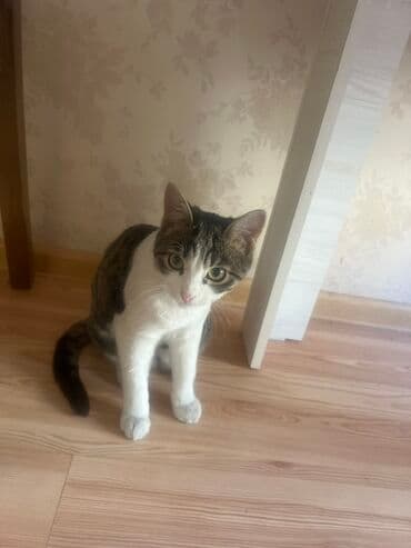 животные для дома: Домашний котёнок-подросток, короткошёрстный. Окрас: бело-тигровый — — 3