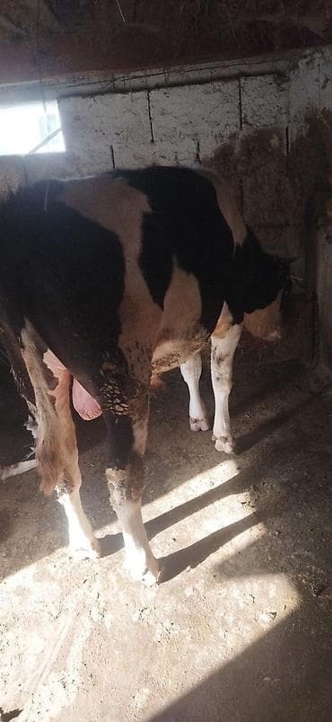 Башка жаныбарлар: Сатам | Бука (эркек) | Голштин | Бордоп семиртүү үчүн | Асыл тукумдуу — 4