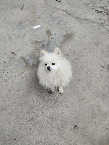 щенки курцхар: Шпиц, 5 лет, Самка — 5