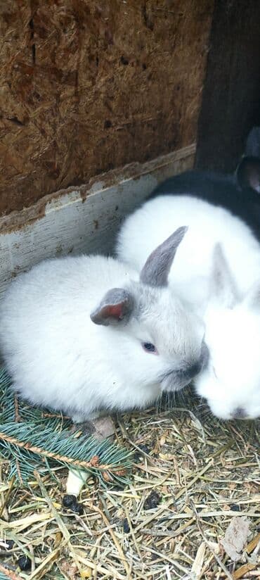 кролики оптом: Продаю | Крольчата | Калифорнийская, Новозеландская, НЗК | Для разведения — 5