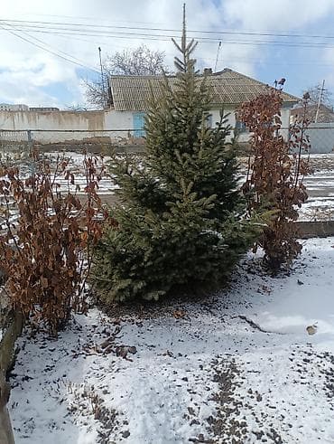 продажа фермы: Продаются декоративные деревья и кустарники для озеленения участка. В — 8
