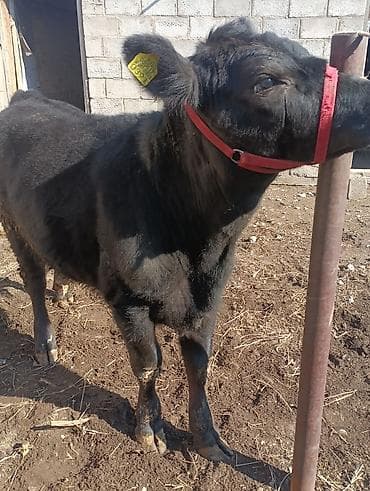 на племя: Продаю | Тёлка | Шароле, Абердин-ангус | На откорм, Для разведения, Для молока | Племенные, Не стельные, Искусственник — 3