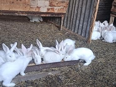 хомяки с клеткой: Продаю | Крольчата | Для разведения | Племенные — 9