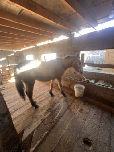 отдам даром охотничью собаку: Продаю | Жеребец | Для разведения — 2