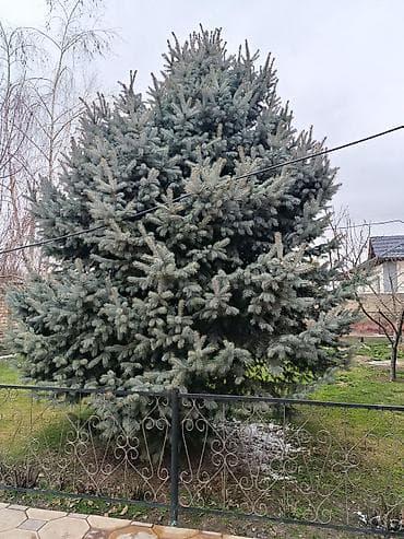 сколько стоит ёлка в бишкеке: Срочно продаю Ель ёлку живую — 2