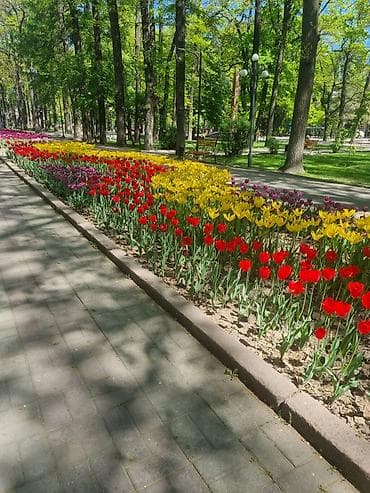 продам яблоки оптом: Уйдун кыгы бекер берилет 2мешок — 1