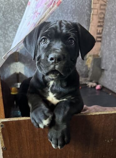 цена французский бульдог: Кане-корсо, 2 месяца, Самец, С прививкой — 9