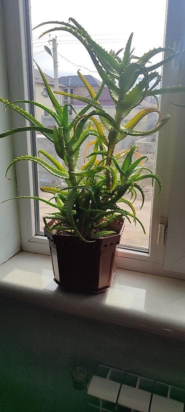 Алоэ (суккулент) в горшке 5-6лет - Кустовое взрослое растение с