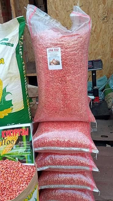 кукуруза початка: Семена кукурузы (местные сорта) ✔ Высокая урожайность ✔ Адаптированы к — 4