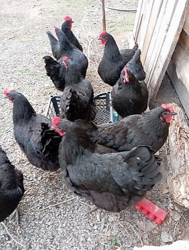 семис бука: Продаю | Инкубационные яйца | Несушки — 2