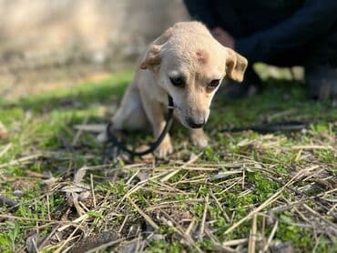 сколько стоит немецкая овчарка: Ищем дом для молодой стерилизованной девочки(рожать не будет) — 2