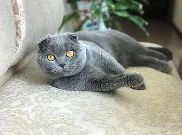 товары для кошек: Шотландская вислоухая кошка Молодая 1,5 года Рожала один разне — 2
