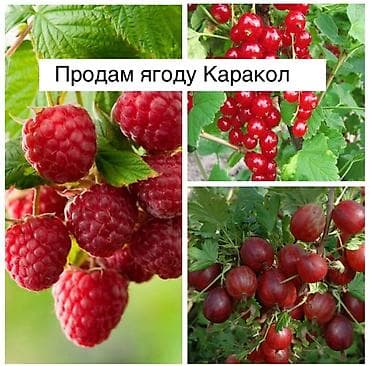 Азык-түлүктөр: Карагат Чекене, Өзү алып кетүү — 1