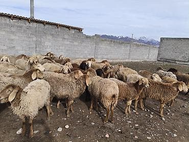 зоомагазин бишкек с животными: Продаю | Овца (самка) | Для разведения | Матка — 4