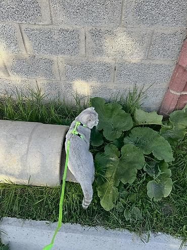 кошку: Вязка: Скотиш Фолд (Шотландская вислоухая), Мальчик, 2 года, С прививками, Серый — 3