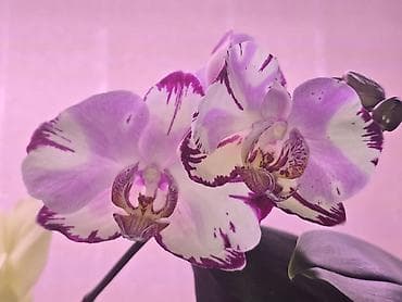 макс: В продаже большой филолендрон бурле макс 2500,орхидеи от 1000 — 7