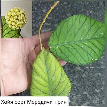 детскую кроватку кроватка к: Продаю цветы — 7