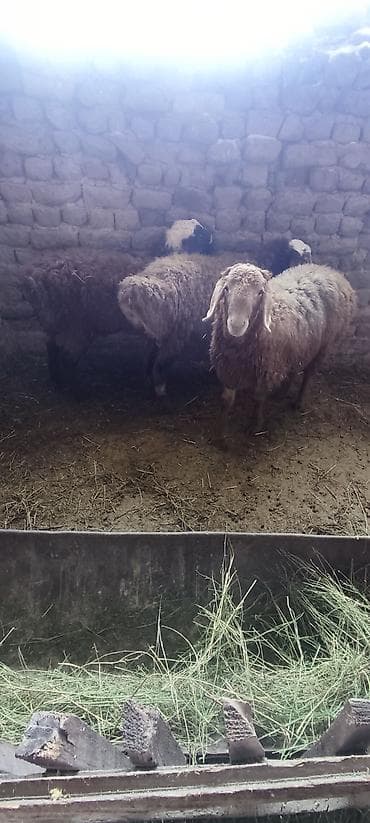 Услуги ветеринара: Продаю | Баран (самец) | Для разведения | Осеменитель — 2