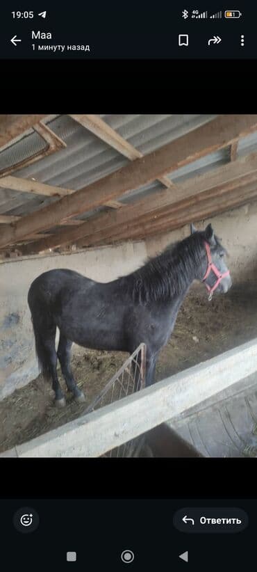Продаю | Кобыла (самка) | Рабочий