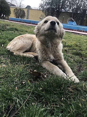 мопс собака: 6 месяцев, Самка — 6