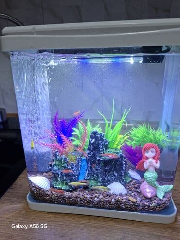 купить собаку шпица недорого: Компактный декоративный аквариум с подсветкой. - Прозрачный — 1