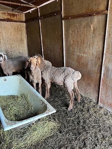 Аквариумдар: Сатам | Ургаачы кой (ургаачы) | Көбөйтүү үчүн | Ургаачы — 2