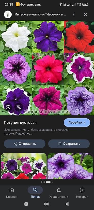 Петуния кустовая — яркая однолетняя культура для клумб, балконных — 1