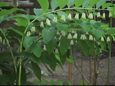 колокольчики: Купена королевский ландыш травянистое многолетнее растение, не — 3