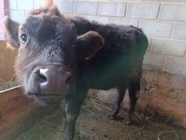 меронос кой: Продаю | Тёлка, Музоо, торпок | На откорм, Для разведения, Для молока — 3