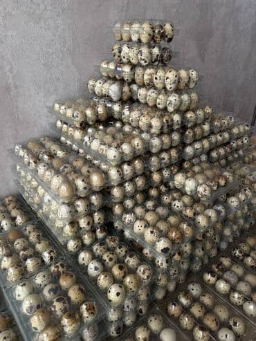 эликсир феникс цена в бишкеке: ✅Перепелиное яйцо оптом❗ ✅Собставленная ЭКО Ферма🔥 🫶🏼Собственная — 3