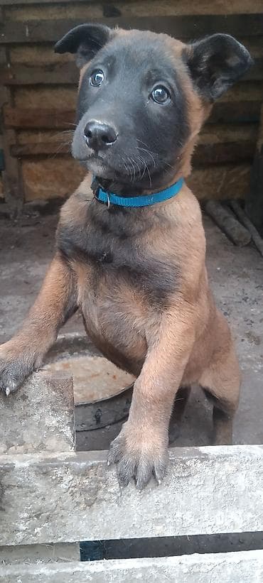 объявление продам собаку: Щенки с яркой «маской» на мордочке и короткой густой шерстью палевого — 4