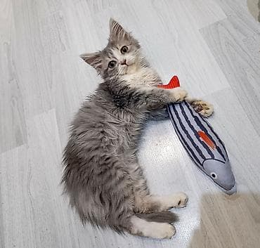 Кошка даром: Сибирская, 3 месяца, Мальчик, Приучена к лотку at lalafo.kg Кошка даром: Сибирская, 3 месяца, Мальчик, Приучена к лотку
