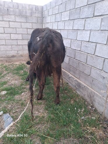 купить собаку шпица недорого: Продаю | Корова (самка) | Абердин-ангус | Для разведения | Привязанные — 3