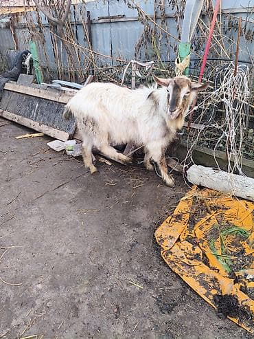 заненский эчки: Сатам | Теке (эркек) | Аргын | Көбөйтүү үчүн | Асыл тукумдуу — 2