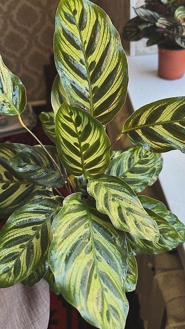 ниже: Калатея (Calathea makoyana/“Павлиний лист”) в горшке. - Пышный куст с — 1