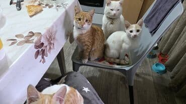 котенка даром: !!! Котенка выкинули на холод. поиграли и выкинули соседи Срочно ищем — 5