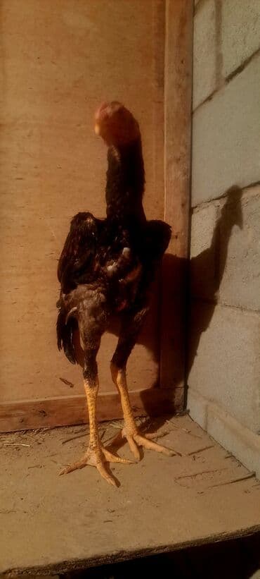 купить собаку породистую: Продаю | Куры | Бойцовая | Для разведения — 6