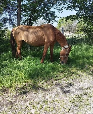 Продаю | Кобыла (самка) | Кара Жорго | Для молока, Рабочий | Племенные