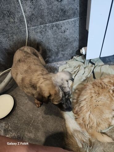 домик для собаки бишкек: Отдам в хорошие руки! Щенки метисов - Милые щенки с короткой густой — 9