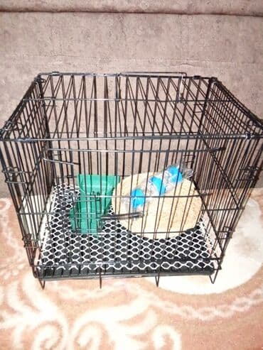 переноски для кошек бишкек: Клетка для хомяка или свинки. Новая. Также в наличии хомяки: сирийцы — 2