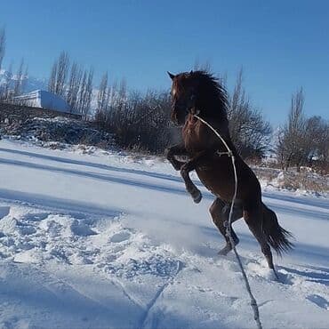 машинка для животных: Продаю | Конь (самец) | Конный спорт — 6
