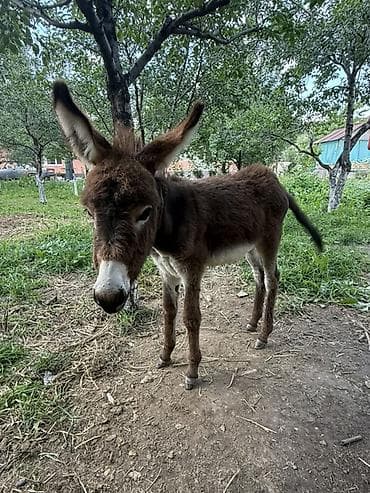 мальки рыб: Ослы (взрослая особь и жеребёнок) Чонусу ургачы баласы эркек - Вид — 4