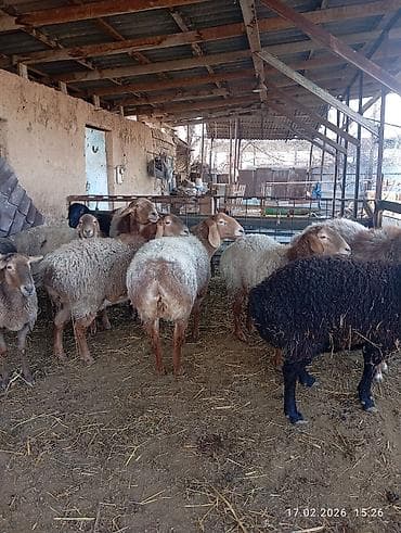 баран меранос: Продаю | Овца (самка) | Для разведения | Матка — 5