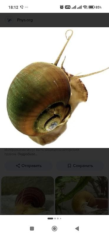 улитка аквариумная: Аквариумная улитка (пресноводная) - Вид: крупная — 1