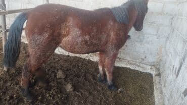 корм для кошек бишкек цена: Продаю | Кобыла (самка) | Полукровка, Першерон, Дончак | На забой, Для разведения, Конный спорт | Племенные, Осеменитель, Мерин — 5