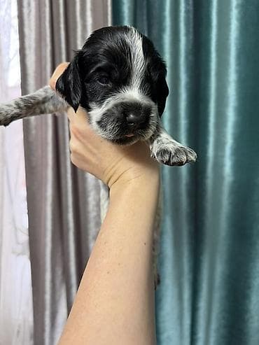 собака для ахоты: Русский охотничий спаниель! Предлагаются к бронированию щенки — 1