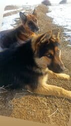 Вязка собак: Продажа собак — 2