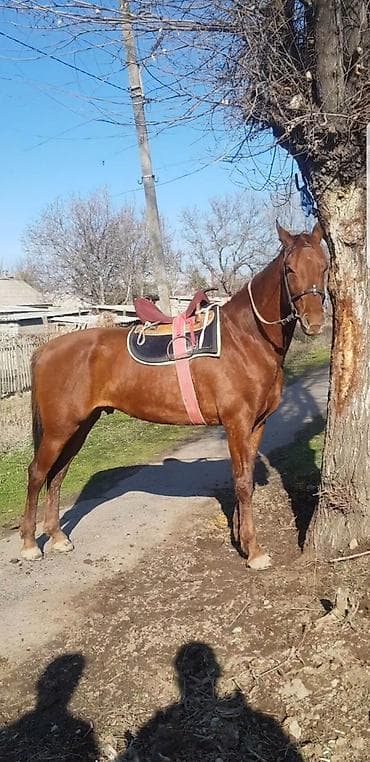 хаски сколько стоит: Продаю | Жеребец | Полукровка | Конный спорт | Племенные — 9