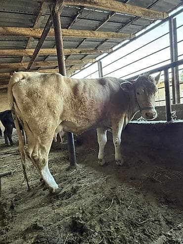 коровы телки: Продаю | Корова (самка) | Для молока | Привязанные — 1