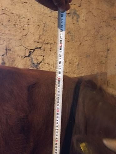 телята молочные: Продаю | Бык (самец) | На откорм | Привязанные — 6